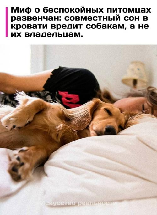 Привычка пускать собаку в постель оказалась абсолютно безопасной для человеческого отдыха, чего нельзя сказать о самих питомцах.  