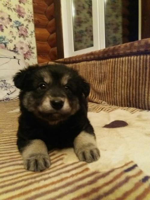 Торт Три шоколада.  Обожаю этот торт!   Ингредиенты Песочное печенье 300 г. Масло сливочное 125 г Желатин 5 листов Творожный сыр 750 г. 04 Торт Три шоколада.  Обожаю этот торт!   Ингредиенты Песочное печенье 300 г. Масло сливочное 125 г Желатин 5 листов Творожный сыр 750 г. 04