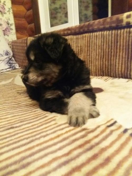 Торт Три шоколада.  Обожаю этот торт!   Ингредиенты Песочное печенье 300 г. Масло сливочное 125 г Желатин 5 листов Творожный сыр 750 г. 02 Торт Три шоколада.  Обожаю этот торт!   Ингредиенты Песочное печенье 300 г. Масло сливочное 125 г Желатин 5 листов Творожный сыр 750 г. 02