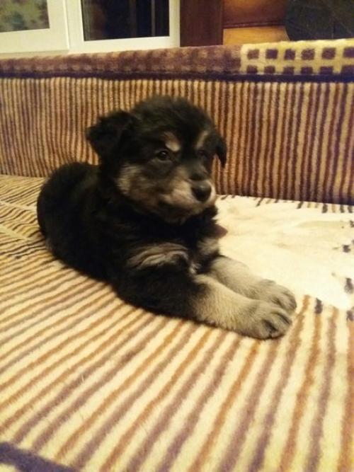 Торт Три шоколада.  Обожаю этот торт!   Ингредиенты Песочное печенье 300 г. Масло сливочное 125 г Желатин 5 листов Творожный сыр 750 г. 01 Торт Три шоколада.  Обожаю этот торт!   Ингредиенты Песочное печенье 300 г. Масло сливочное 125 г Желатин 5 листов Творожный сыр 750 г. 01