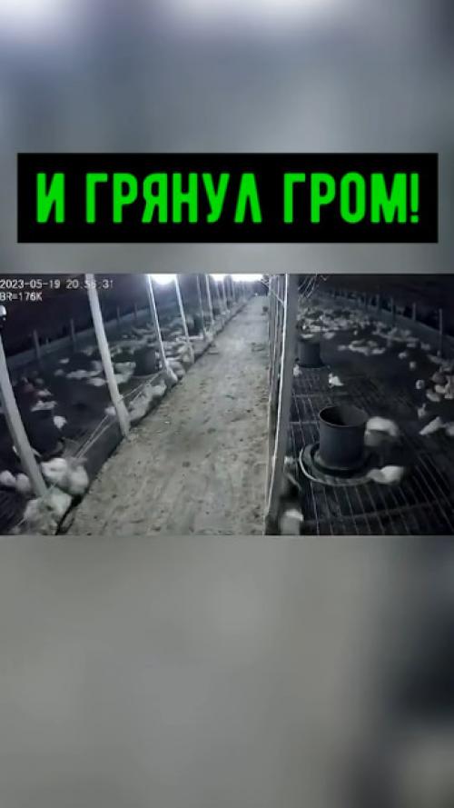 Животные VS гром.

