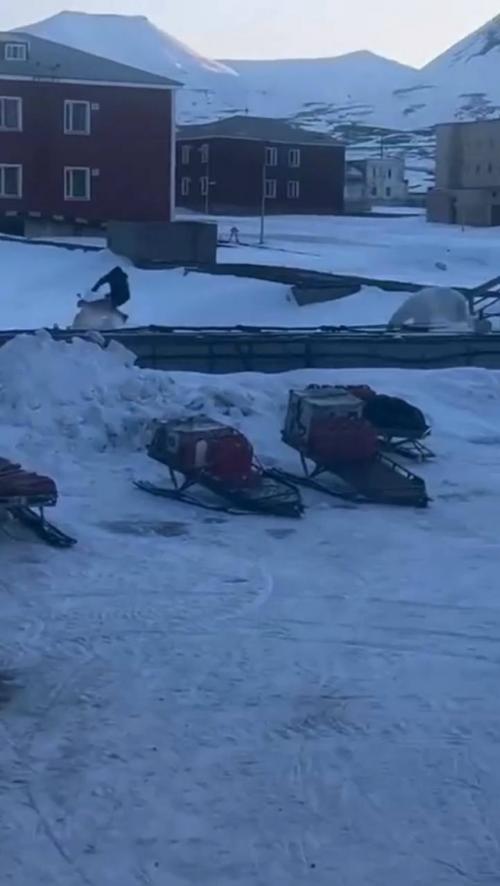 Белый медведь пришёл в посёлок на архипелаге Шпицберген и попытался догнать мужика. 01
