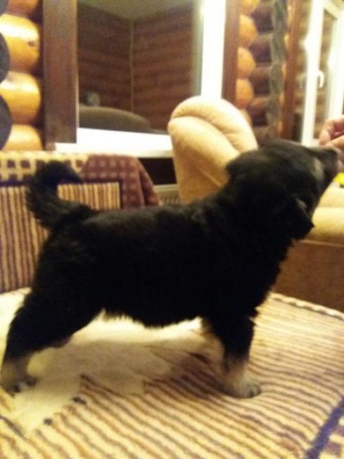 Торт Три шоколада.  Обожаю этот торт!   Ингредиенты Песочное печенье 300 г. Масло сливочное 125 г Желатин 5 листов Творожный сыр 750 г. 06 Торт Три шоколада.  Обожаю этот торт!   Ингредиенты Песочное печенье 300 г. Масло сливочное 125 г Желатин 5 листов Творожный сыр 750 г. 06