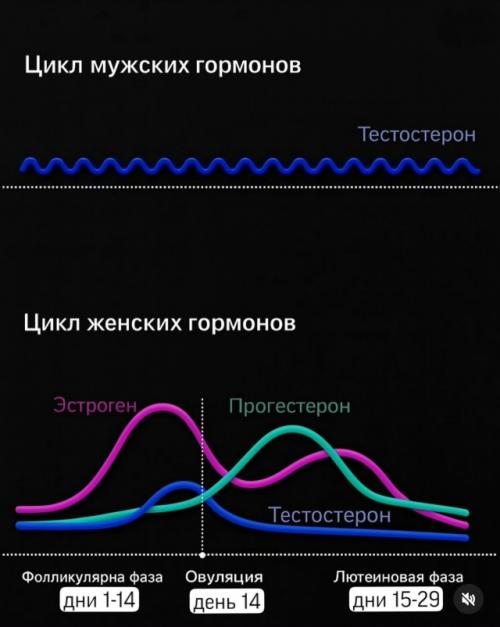 Гормональный цикл у женщин - это действительно сложная система, на которую влияет множество факторов. 01