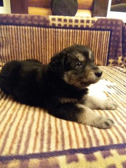 Торт Три шоколада.  Обожаю этот торт!   Ингредиенты Песочное печенье 300 г. Масло сливочное 125 г Желатин 5 листов Творожный сыр 750 г. 05 Торт Три шоколада.  Обожаю этот торт!   Ингредиенты Песочное печенье 300 г. Масло сливочное 125 г Желатин 5 листов Творожный сыр 750 г. 05