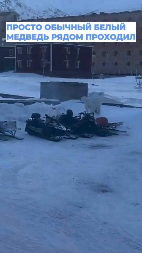 Белый медведь пришёл в посёлок на архипелаге Шпицберген и попытался догнать мужика. 
