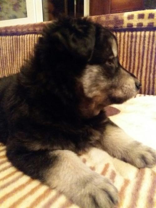 Торт Три шоколада.  Обожаю этот торт!   Ингредиенты Песочное печенье 300 г. Масло сливочное 125 г Желатин 5 листов Творожный сыр 750 г. 03 Торт Три шоколада.  Обожаю этот торт!   Ингредиенты Песочное печенье 300 г. Масло сливочное 125 г Желатин 5 листов Творожный сыр 750 г. 03