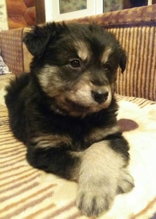 Торт Три шоколада.  Обожаю этот торт!   Ингредиенты Песочное печенье 300 г. Масло сливочное 125 г Желатин 5 листов Творожный сыр 750 г. Торт Три шоколада.  Обожаю этот торт!   Ингредиенты Песочное печенье 300 г. Масло сливочное 125 г Желатин 5 листов Творожный сыр 750 г.