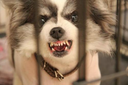 Владимирская область ввела регламент по определению бродячих животных, проявляющих агрессию.  