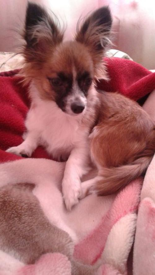 Пропала собака, в районе безыменского 9 в, ребята просьба, кто увидит, напишите или звоните 8920 929 0558, откликается на кличку Стич.