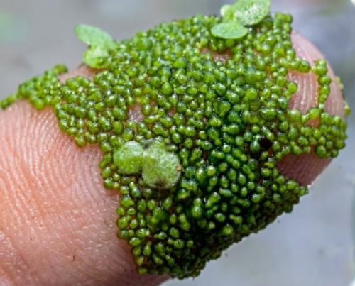 На фото вольфия - самый маленький цветок в мире. 

