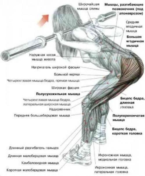 Наклоны со штангой.
