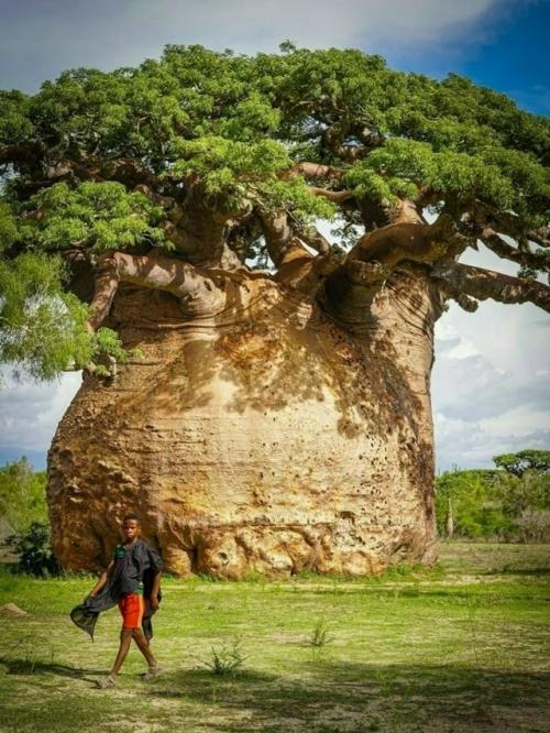 Баобаб - это не просто растение, это легенда, живой символ Африки и одно из самых удивительных творений природы.  