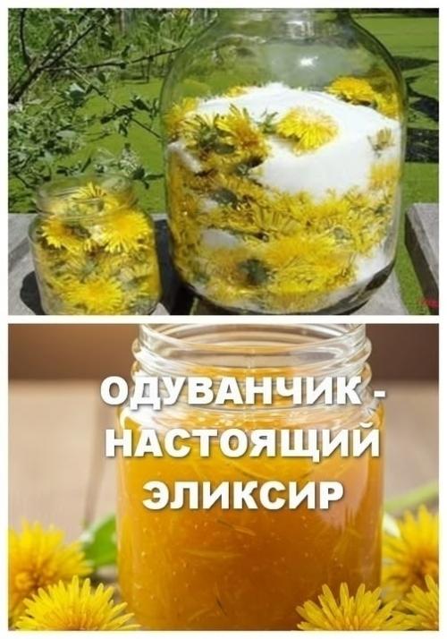 Одуванчик - настоящий эликсир, который всегда под рукой.  
