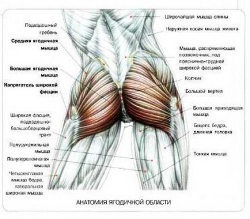22 лучших упражнения для идеальных ягодиц. 


