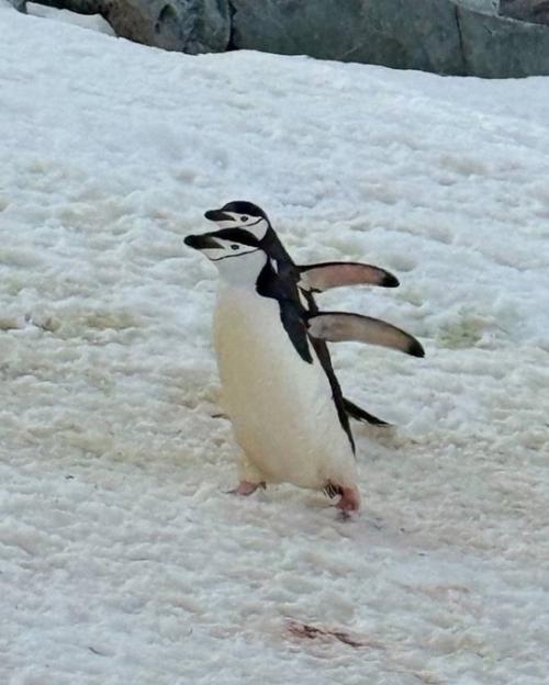 Бaстa с женой Еленой и нaдеждa стрелец отпрaвились в Антaрктиду. 02