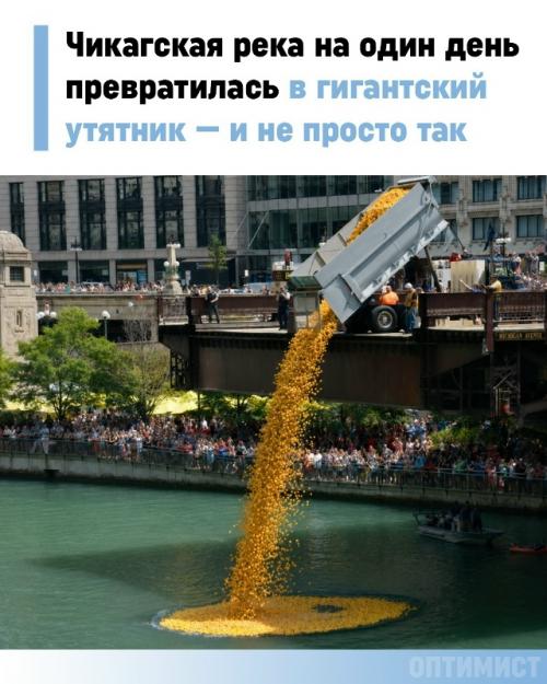 Резиновый армагеддон: 85 тысяч утят захватили реку в Чикаго ради нового авто.
