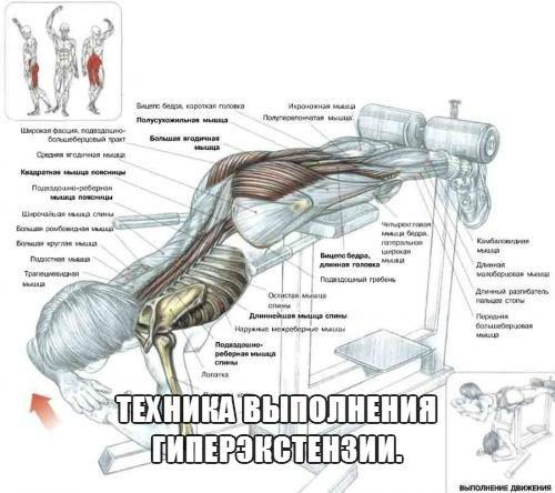 Техника выполнения гиперэкстензии.