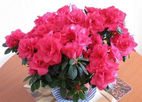 Какие комнатные цветы стоит заводить дома? 

