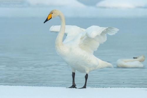 На днях петербуржцу удалось сфотографировать очень редких краснокнижных лебедей - кликунов! 01