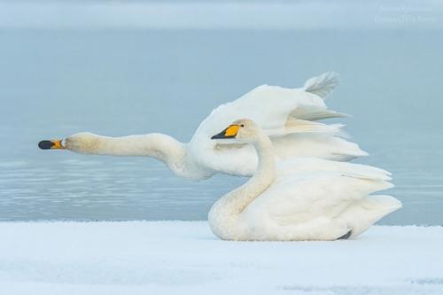 На днях петербуржцу удалось сфотографировать очень редких краснокнижных лебедей - кликунов! 04