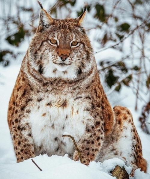 Авa Кларк - афроамериканка - альбинос. 08