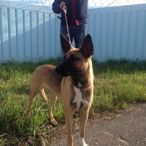 Лиза!  Очень красивая статная собака! 03