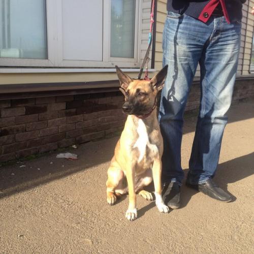 Лиза!  Очень красивая статная собака! 01