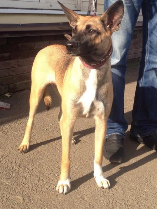 Лиза!  Очень красивая статная собака!