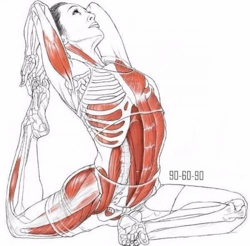 Анатомия правильной растяжки.

