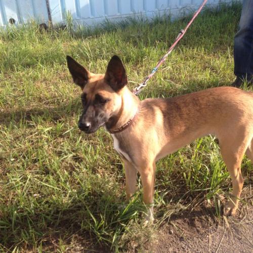 Лиза!  Очень красивая статная собака! 02