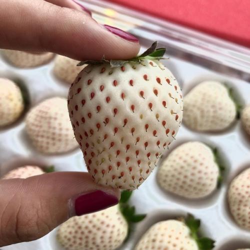 Невероятная клубника со смешанным вкусом ананаса и земляники. 04