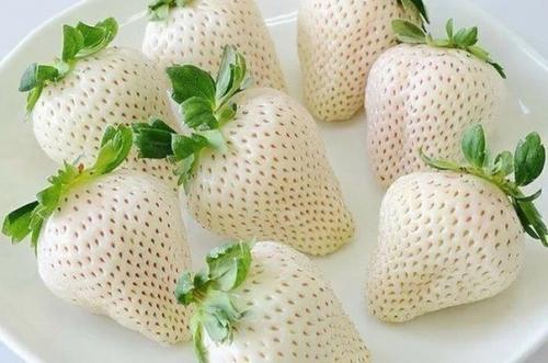 Невероятная клубника со смешанным вкусом ананаса и земляники. 05