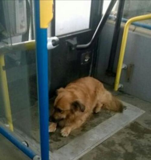 Собачка спасла ребенка, которого прищемило дверьми автобуса!