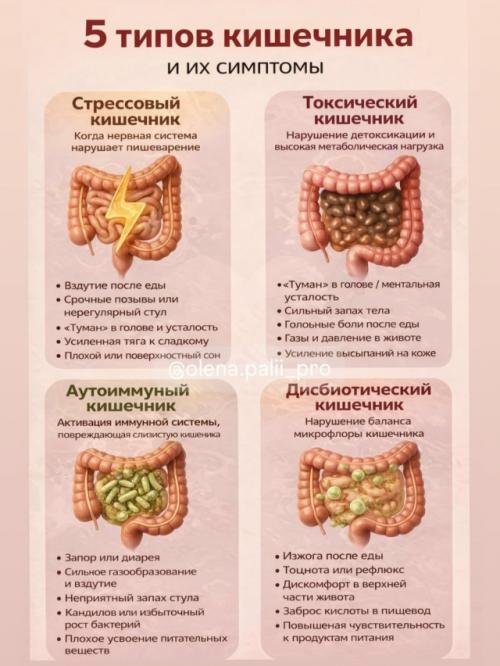 Наш кишечник может 