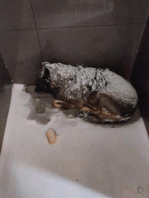 Подписчики Артемия лебедева за жестокие слова о бездомной собаке отменяют. 01