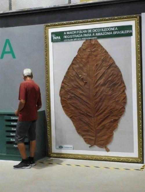 Самый большой из найденных листьев двудольного растения.

