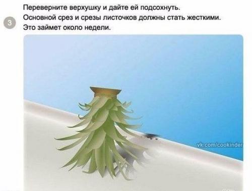 Как вырастить ананас в домашних условиях? 03