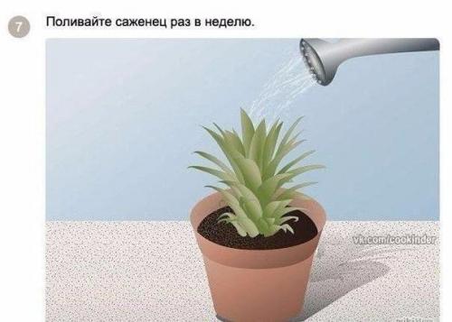 Как вырастить ананас в домашних условиях? 04