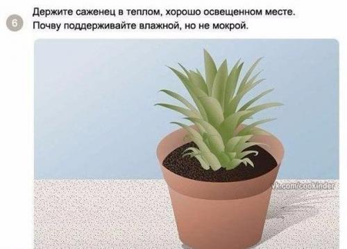 Как вырастить ананас в домашних условиях? 06