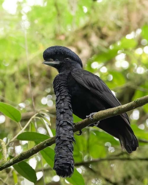 Это удивительное существо на фото - чёрный длиннохохлый зонтичный трёхус (лат.  