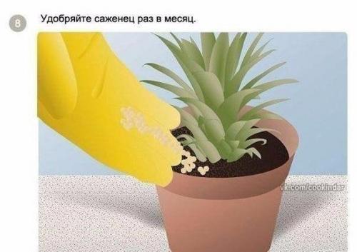 Как вырастить ананас в домашних условиях? 07