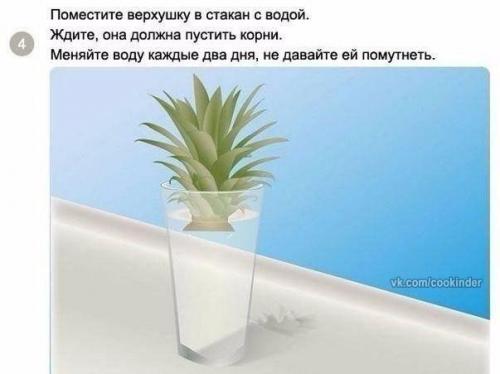 Как вырастить ананас в домашних условиях? 02