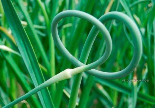 Чесночная паста?   Ингредиенты: 03 Чесночная паста?   Ингредиенты: 03