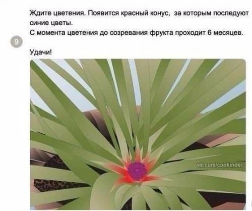 Как вырастить ананас в домашних условиях? 08