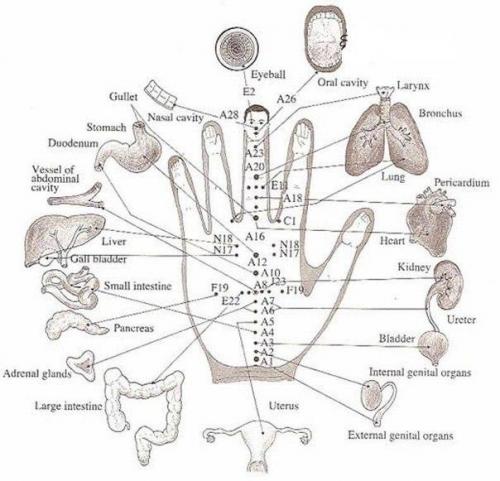 Су - Джок терапия: лечить себя без игл и таблеток.