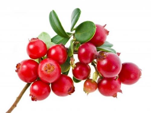 Бруснично - имбирный напиток для похудения. 01