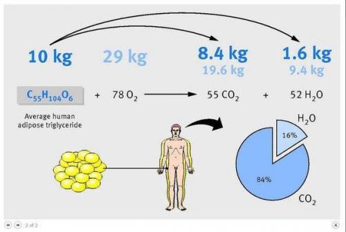 Куда уходит жир? 

