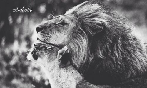 В мужчине важна мудрость, а не богатство.  