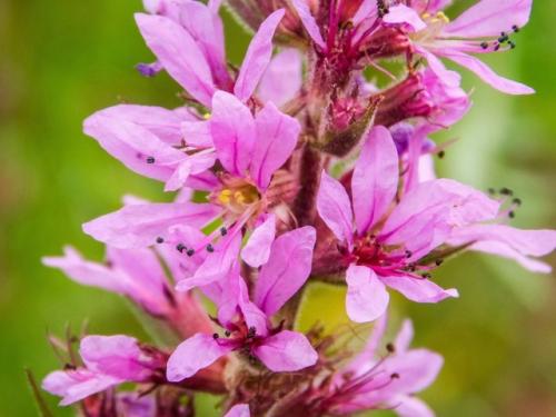 В кадре киржачский район, п. першино. 07